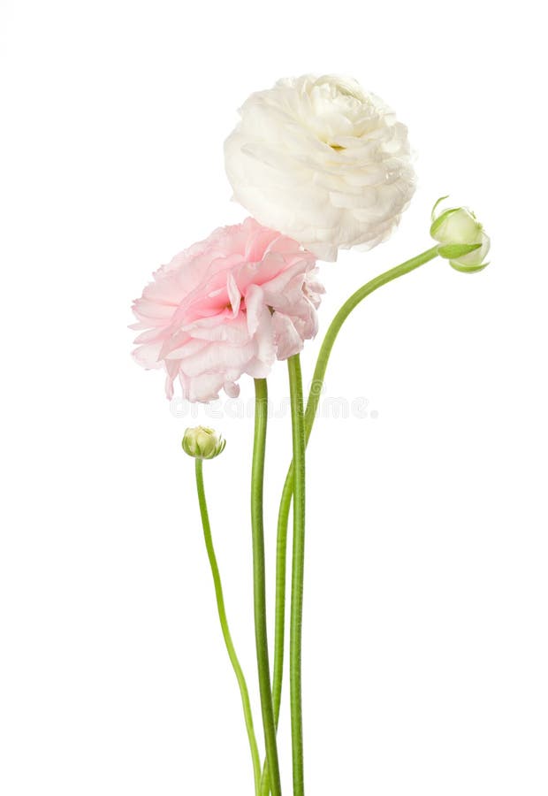 Two flowers isolated on white. Ranunculus. Two flowers isolated on white. Ranunculus