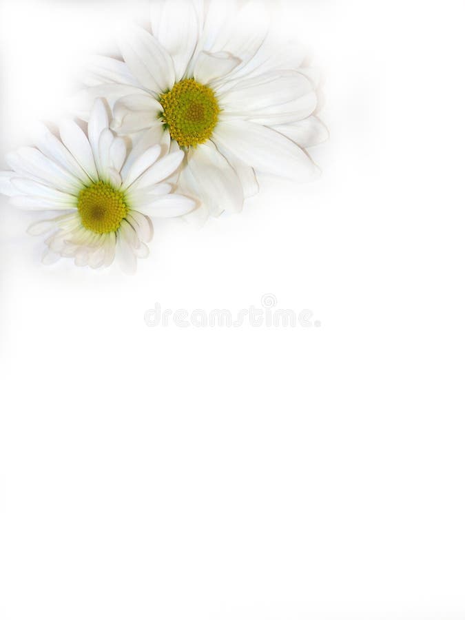 Two daisies on white. Two daisies on white.