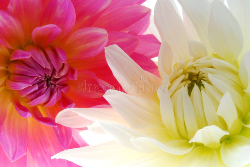 Closeup of pink and yellow flowers on a white background. Closeup of pink and yellow flowers on a white background.