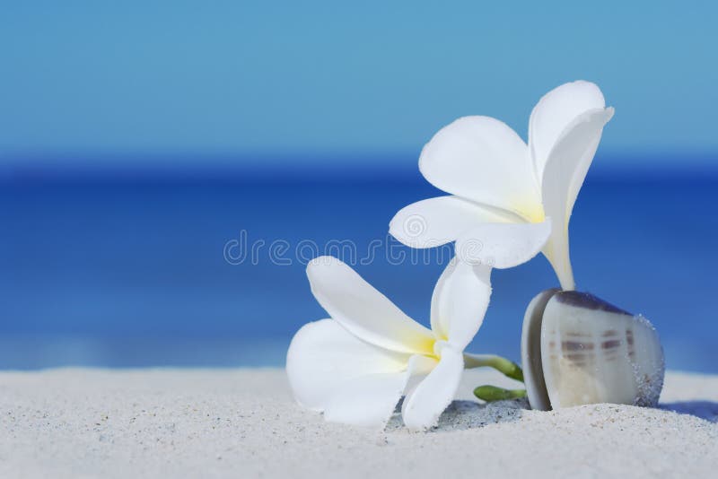 Two plumeria flowers on sandy beach. Two plumeria flowers on sandy beach