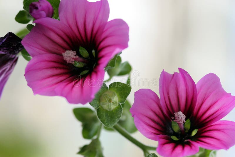 Two purple flowers. Two purple flowers