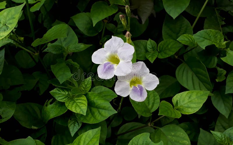 Two beautiful flowers in a garden surrounded with green leaves. Two beautiful flowers in a garden surrounded with green leaves.