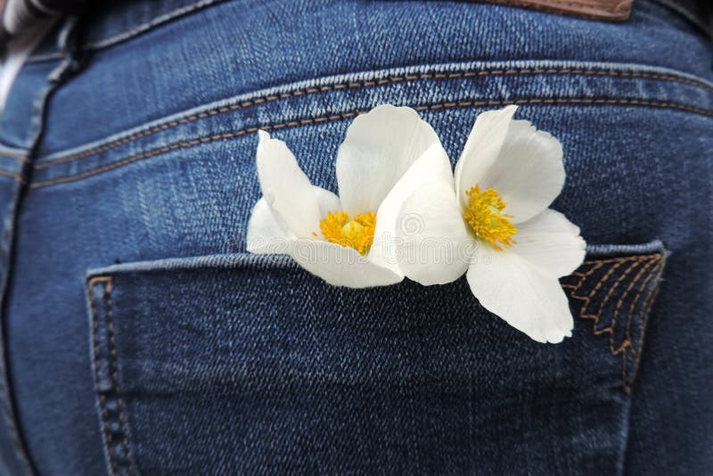 Two flowers with white petals and a yellow center in the back pocket of blue jeans. Two flowers with white petals and a yellow center in the back pocket of blue jeans