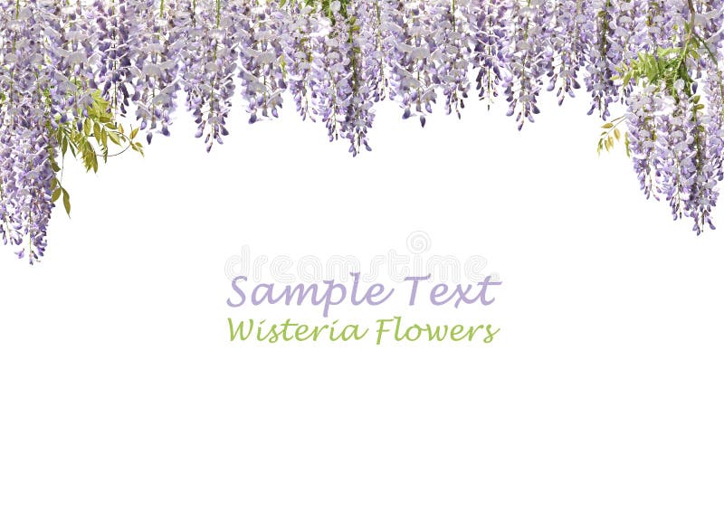 Two flowers of wisteria tree over pure white background. Copy-space. Two flowers of wisteria tree over pure white background. Copy-space.