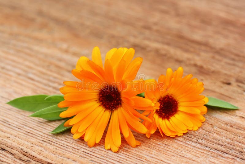 Two flowers of a calendula on an old wooden background. Two flowers of a calendula on an old wooden background