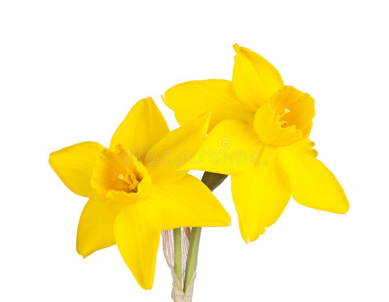 Two flowers of a yellow jonquil cultivar isolated against a white background. Two flowers of a yellow jonquil cultivar isolated against a white background