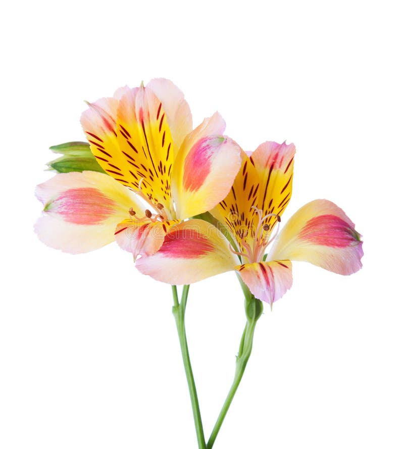 Two flowers of Alstroemeria isolated on white background. Two flowers of Alstroemeria isolated on white background.