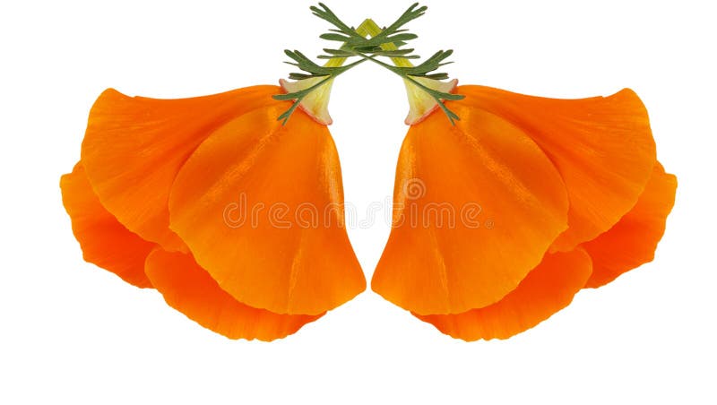 Two flowers of Eschscholzia californica (California poppy, golden poppy, California sunlight, cup of gold) isolated on white background. Two flowers of Eschscholzia californica (California poppy, golden poppy, California sunlight, cup of gold) isolated on white background