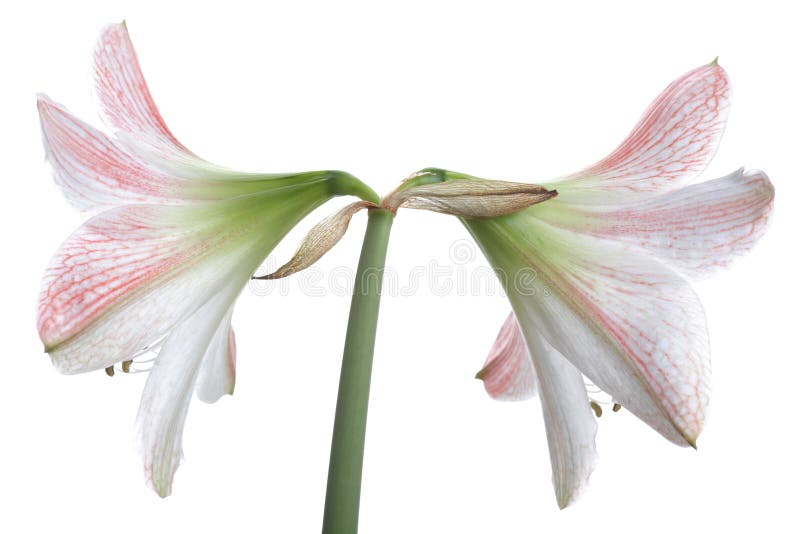 Two Flowers of White Lily on Green Stalk. Two Flowers of White Lily on Green Stalk