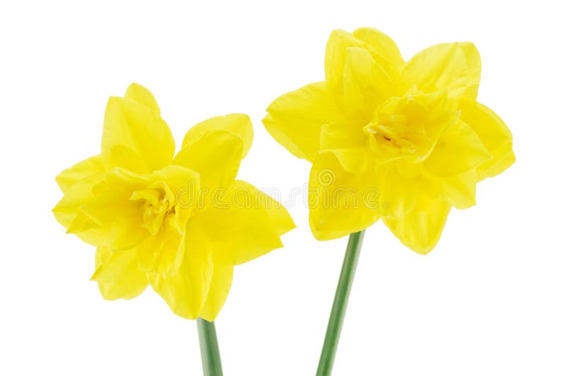Duas flores do narciso isoladas em um branco imagem de stock royalty free Duas flores do narciso isoladas em um branco imagem de stock royalty free