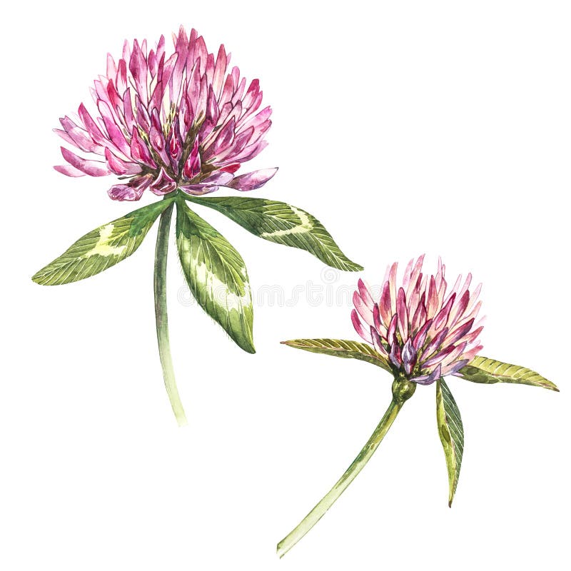 Two flowers of red clover with leaves. Watercolor botanical illustration isolated on white background. Happy Saint Patricks Day. Two flowers of red clover with leaves. Watercolor botanical illustration isolated on white background. Happy Saint Patricks Day