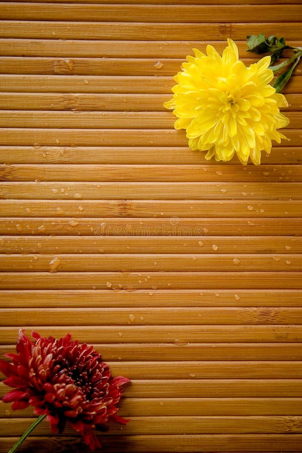 Two yellow and magenta flowers and water drops on bamboo. Two yellow and magenta flowers and water drops on bamboo