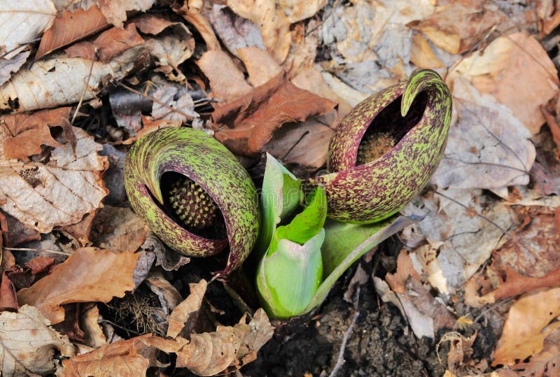 Two purple and green flowers and a green shoot of skunk cabbage Symplocarpus foetidus on a forest floor. The flowers have a purple and green spathe with a spadix inside. The shoot will form large leaves. Two purple and green flowers and a green shoot of skunk cabbage Symplocarpus foetidus on a forest floor. The flowers have a purple and green spathe with a spadix inside. The shoot will form large leaves.