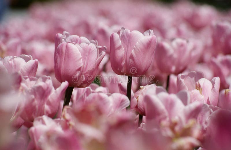 Two rose flowers among sea of others. Two rose flowers among sea of others