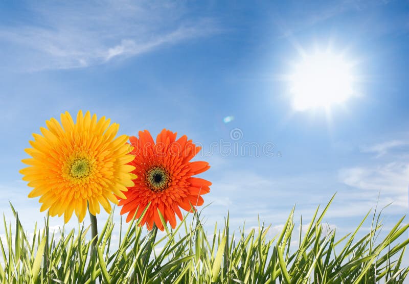 Two flowers isolated against blue and sunny sky. Two flowers isolated against blue and sunny sky