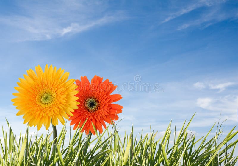 Two flowers isolated against blue and sunny sky. Two flowers isolated against blue and sunny sky