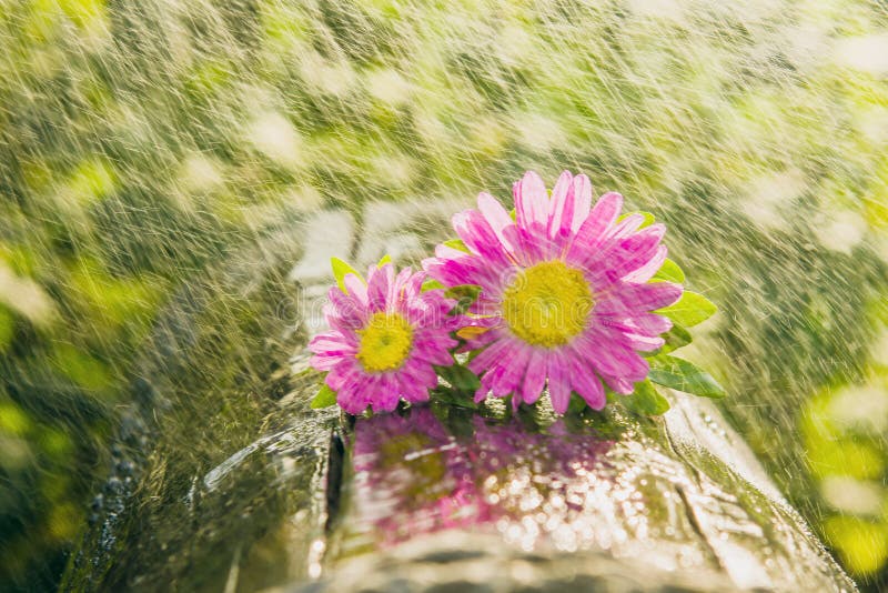 Two flowers on wood outdoors. raining and sun. Two flowers on wood outdoors. raining and sun.