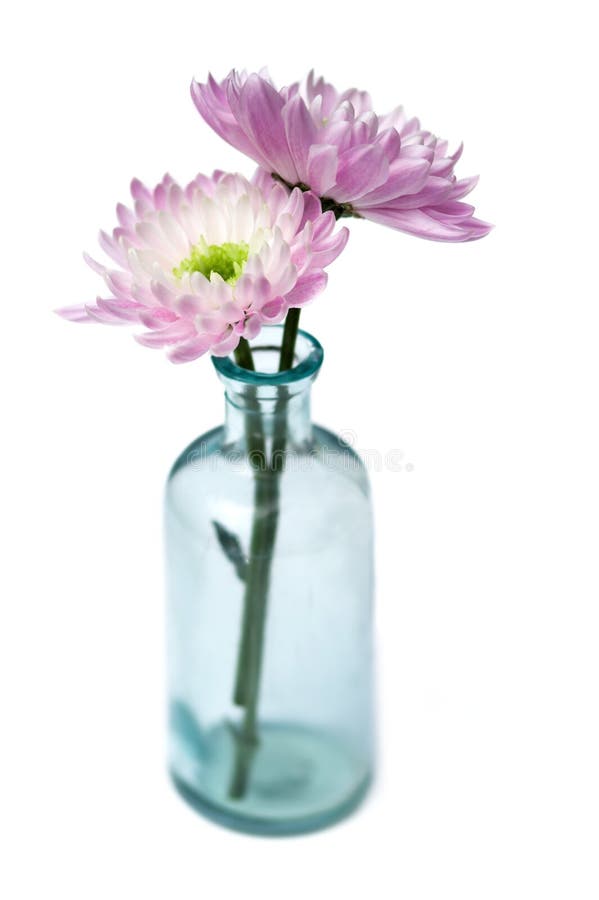 Two pink chrysanthemums in blue glass vase on white background. Two pink chrysanthemums in blue glass vase on white background