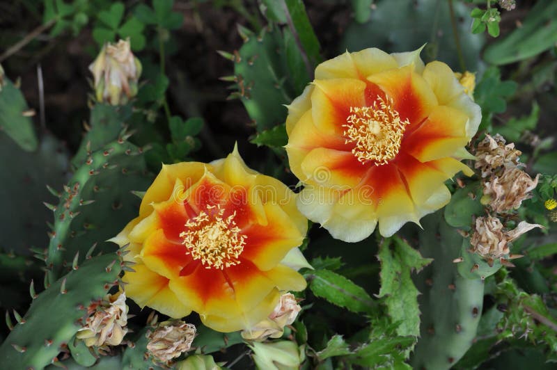 Two colorful flowers blooming on a prickly pear cactus plant. Two colorful flowers blooming on a prickly pear cactus plant.