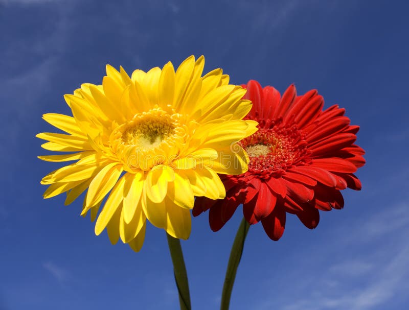 Two flowers red and yellow gerbera on blue sky, horizontal image. Two flowers red and yellow gerbera on blue sky, horizontal image.