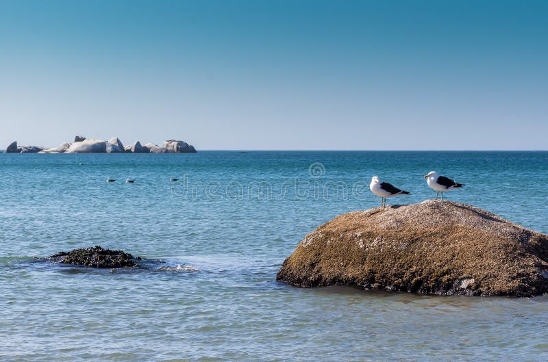 Duas gaivotas em uma rocha na praia - imagem imagens de stock royalty free Duas gaivotas em uma rocha na praia - imagem imagens de stock royalty free