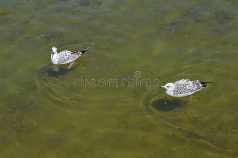 Duas gaivotas nadam na superfície da água imagens de stock Duas gaivotas nadam na superfície da água imagens de stock
