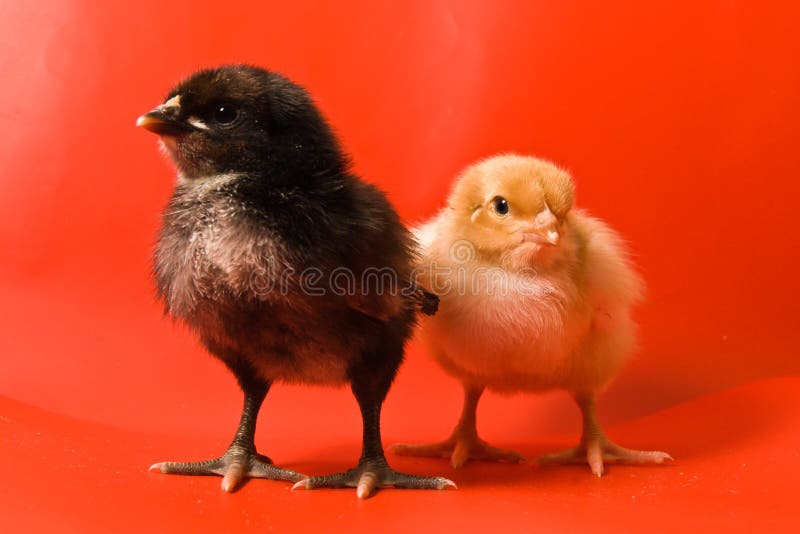 Duas galinhas foto de stock royalty free