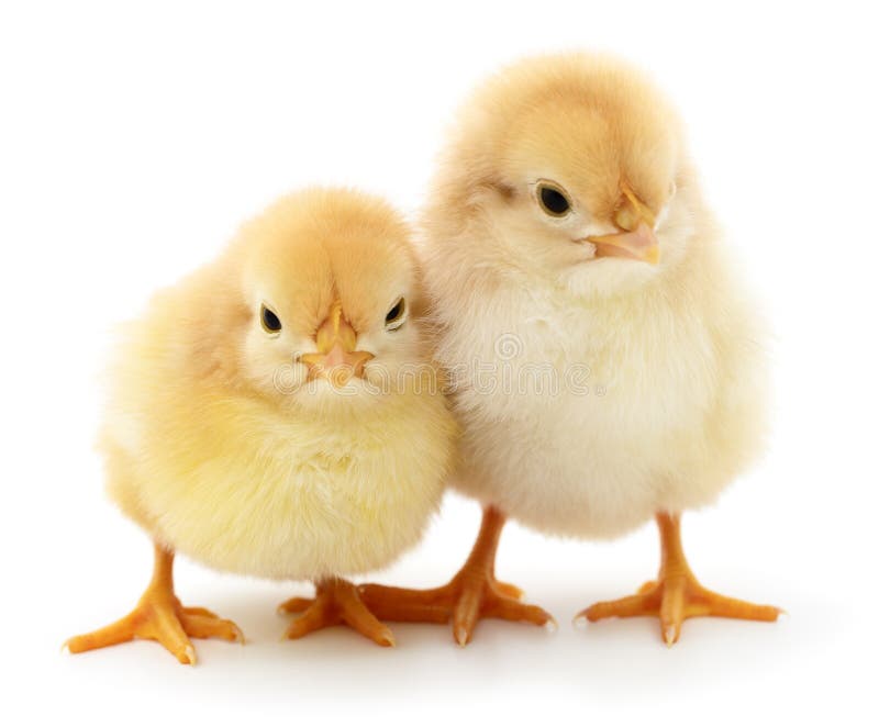 Duas galinhas amarelas imagens de stock Duas galinhas amarelas imagens de stock