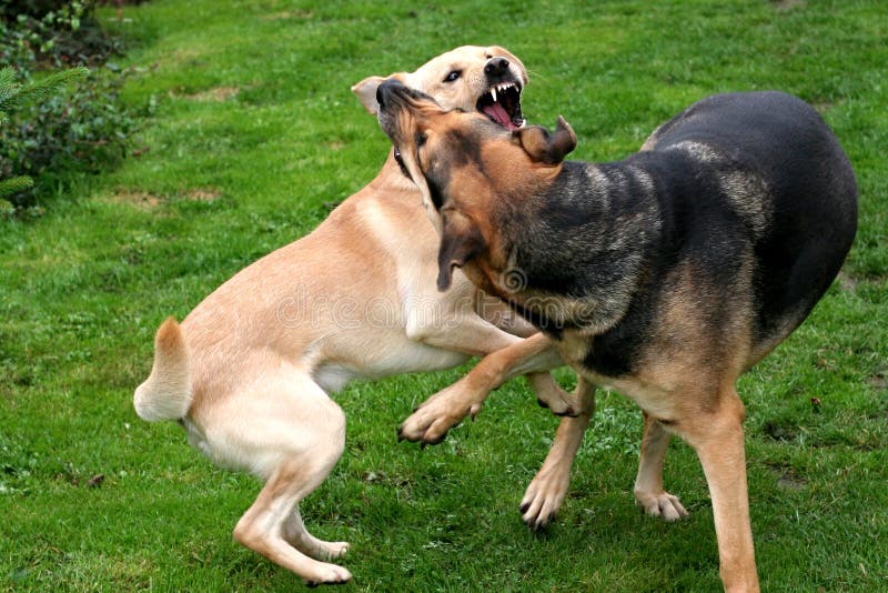 Jogo De Dois Cães Que Luta No Campo Gramíneo Foto de Stock - Imagem de  exterior, jogo: 70741050