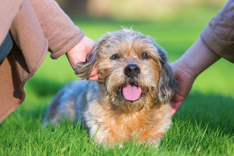 Duas mulheres que afagam um cão bonito imagens de stock Duas mulheres que afagam um cão bonito imagens de stock