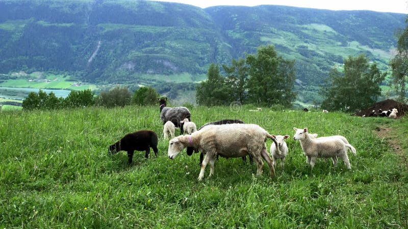Duas ovelhas abanam os sinos à volta do pescoço, já que outras ovelhas pastam e borregas brincam numa pastagem na Noruega