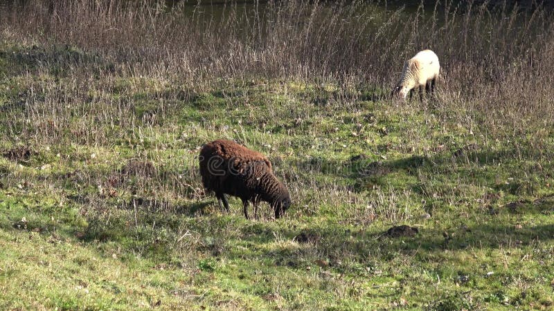 Duas ovelhas a pastorear num campo de erva áspera. ovelha manx loaghtan Raça rara ovelha com pernas castanho-escuras