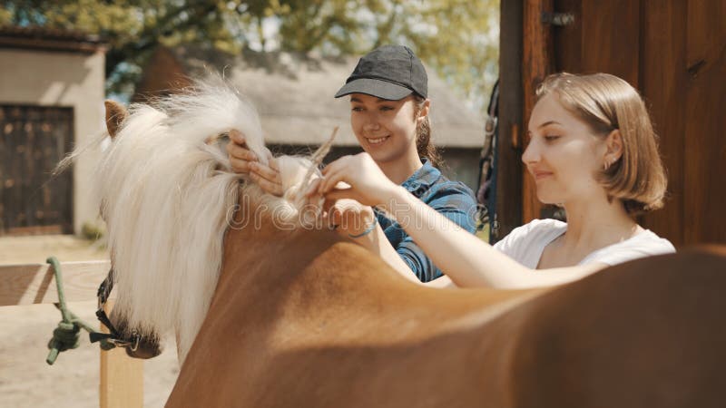 Loura-corda De Um Belo Cavalo Palomino Para a Competição De