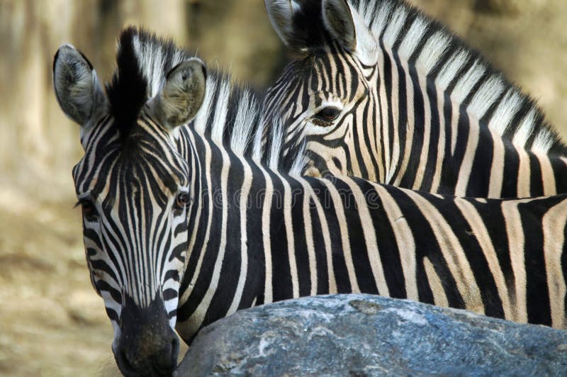 Download Duas zebras foto de stock. Imagem de africano, listras, áfrica - 57630
