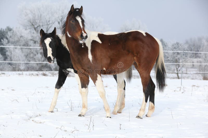 Duas éguas bonitas do cavalo da pintura junto no inverno imagens de stock Duas éguas bonitas do cavalo da pintura junto no inverno imagens de stock