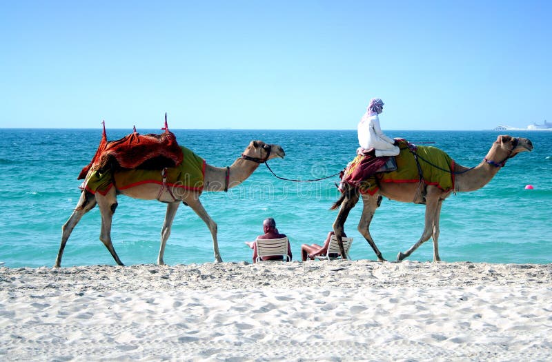 Cammelli transizione secondo sul Spiaggia.