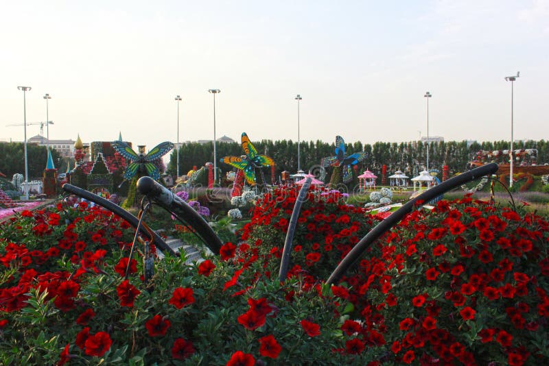 Dubai miracle garden with over 45 million flowers in a sunny day on November 24 2015 United Arab Emirates royalty free stock images Dubai miracle garden with over 45 million flowers in a sunny day on November 24 2015 United Arab Emirates royalty free stock images
