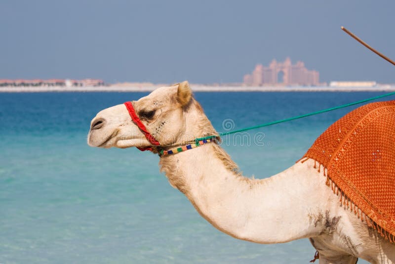 Download Dubai Plażowy Wielbłądzi Jumeirah Obraz Stock - Obraz złożonej z wschód, emiraty: 13335041