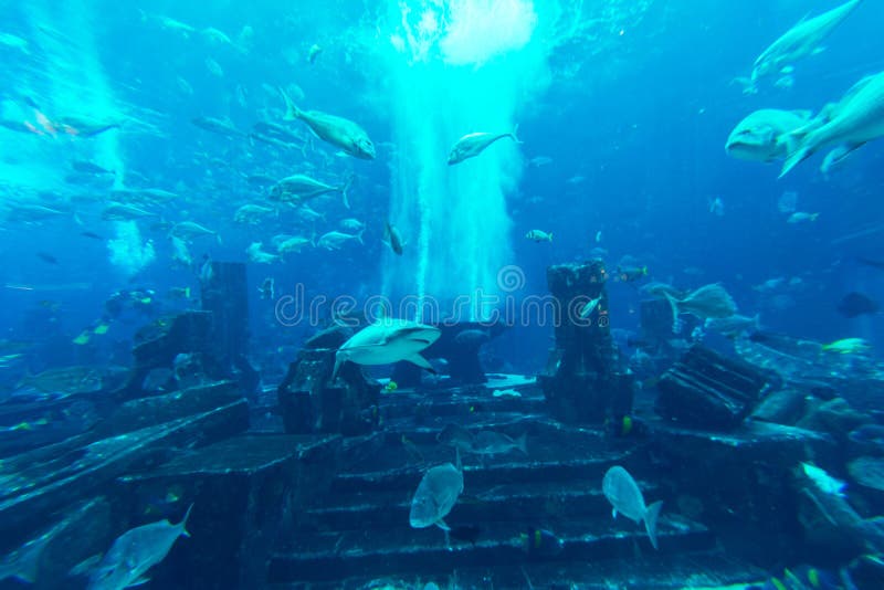 DUBAI, UAE - DECEMBER 31: Large aquarium in Hotel Atlantis