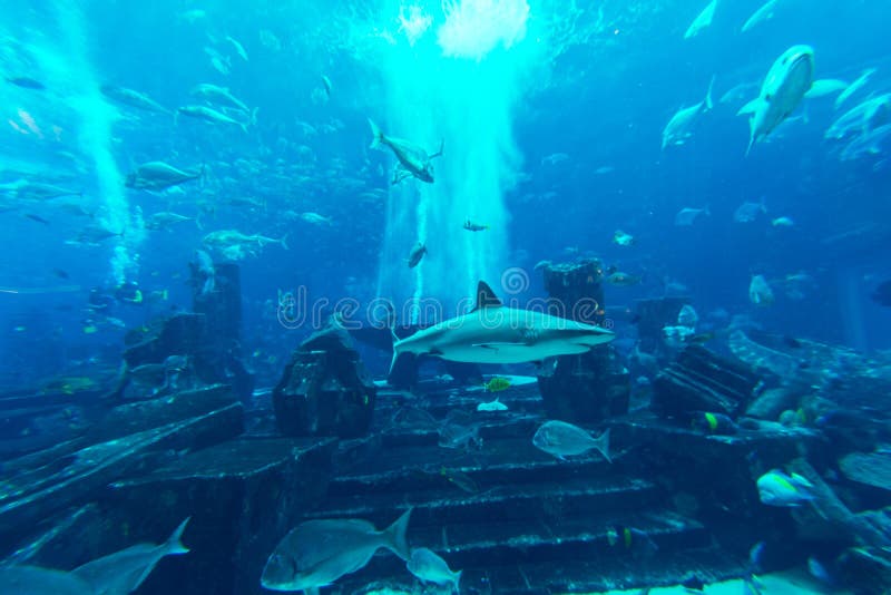 DUBAI, UAE - DECEMBER 31: Large aquarium in Hotel Atlantis