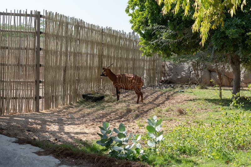 Dubai, United Arab Emirates â€“ January 22, 2021, Beautiful Animals in Dubai  Safari Park Dubai Zoo Stock Image - Image of desert, national: 208311929