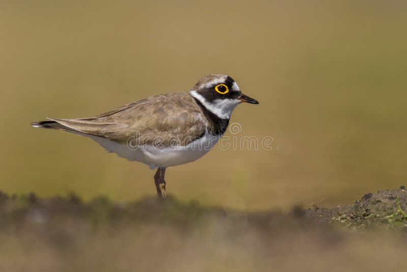 Dubius stupefacente del Charadrius del corriere piccolo dell'uccello dalla Castiglia-La Mancha di regione in Spagna immagine stock libera da diritti Dubius stupefacente del Charadrius del corriere piccolo dell'uccello dalla Castiglia-La Mancha di regione in Spagna immagine stock libera da diritti