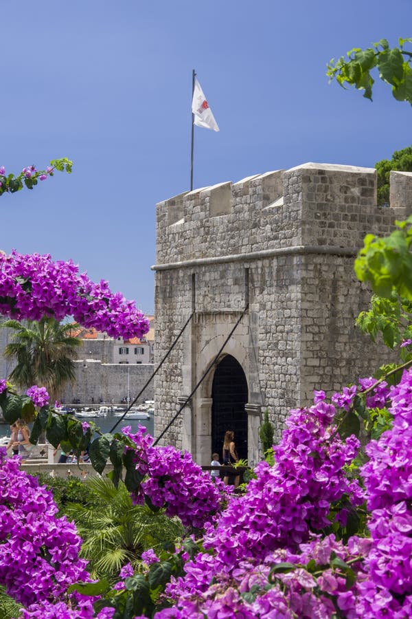 Dubrovnik, Κροατία, πλάγια όψη της πύλης ` PloÄ ε ` με την άνθιση bougainvillea στοκ φωτογραφίες με δικαίωμα ελεύθερης χρήσης Dubrovnik, Κροατία, πλάγια όψη της πύλης ` PloÄ ε ` με την άνθιση bougainvillea στοκ φωτογραφίες με δικαίωμα ελεύθερης χρήσης
