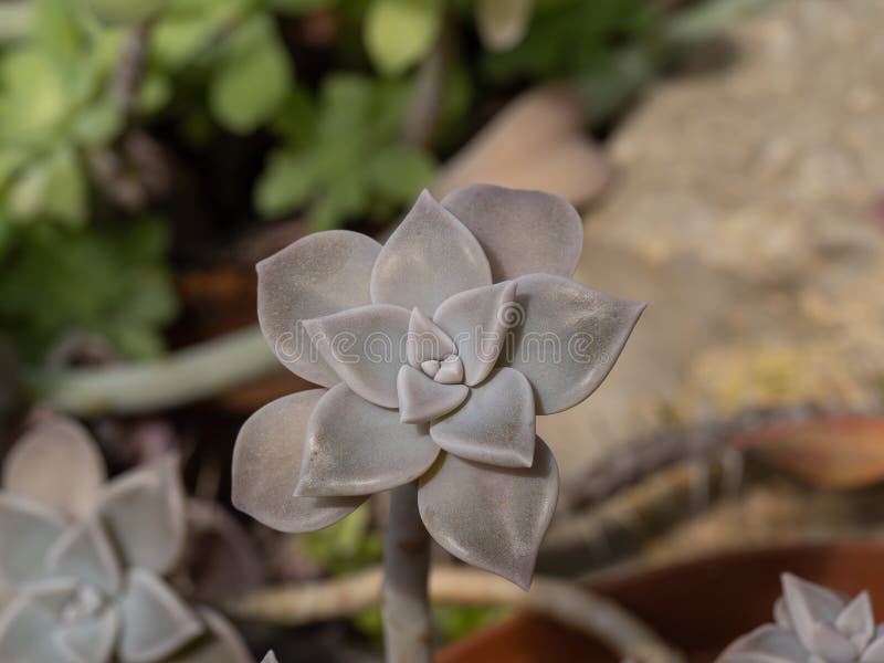 Duch ro?lina czyj naukowy imi? jest Graptopetalum Paraguayense obrazy royalty free Duch ro?lina czyj naukowy imi? jest Graptopetalum Paraguayense obrazy royalty free