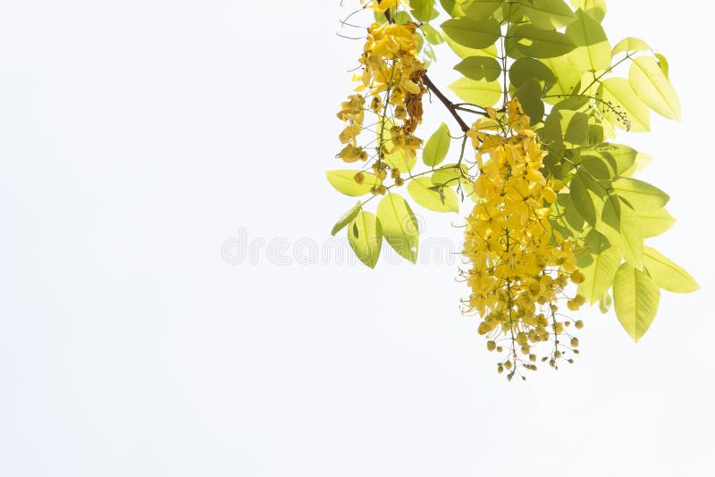 Ducha de oro amarilla, aislante de la flor de la fístula de la casia en el CCB blanco foto de archivo Ducha de oro amarilla, aislante de la flor de la fístula de la casia en el CCB blanco foto de archivo