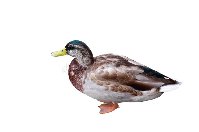 Flying Duck Isolated on White Background Stock Photo - Image of wild ...