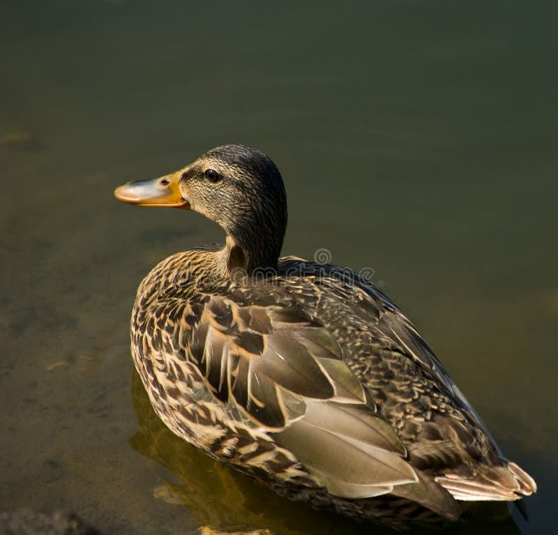 Duck