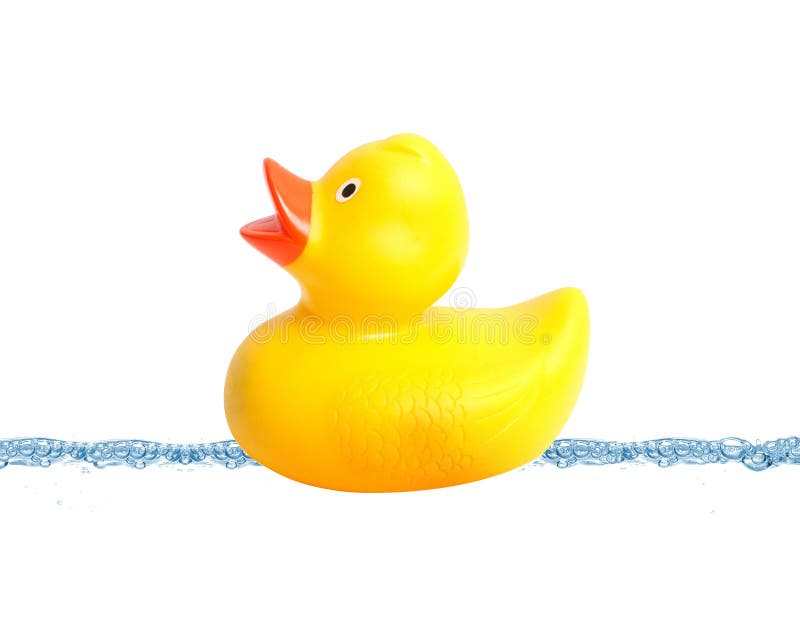 Duck royalty free stock image