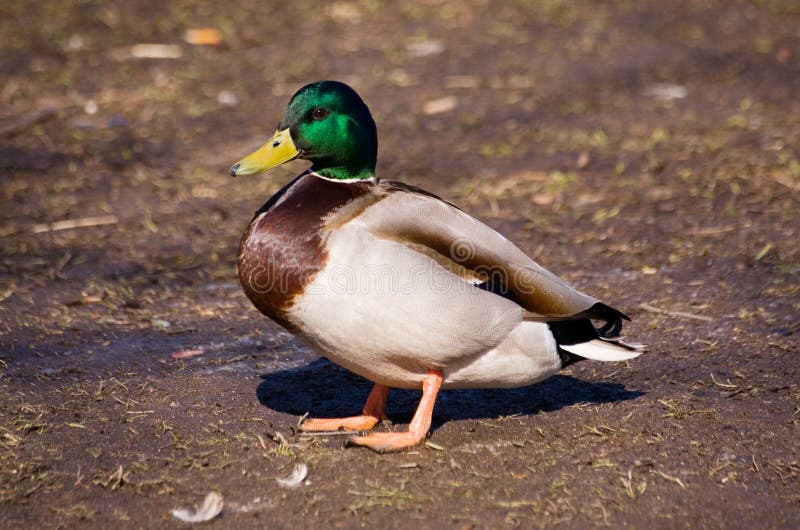 Duck