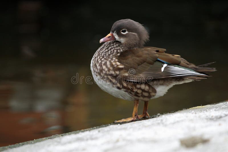 Duck Amazon (Amazonetta brasiliensis)